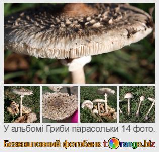 Фотобанк tOrange пропонує безкоштовні фото з розділу:  гриби-парасольки