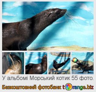 Фотобанк tOrange пропонує безкоштовні фото з розділу:  морський-котик