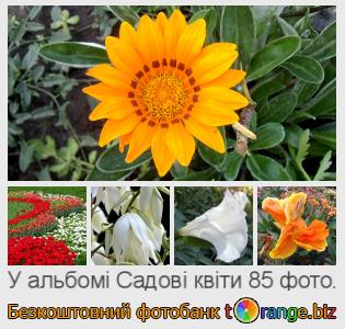 Фотобанк tOrange пропонує безкоштовні фото з розділу:  садові-квіти