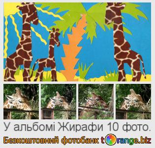 Фотобанк tOrange пропонує безкоштовні фото з розділу:  жирафи