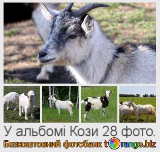 Фотобанк tOrange пропонує безкоштовні фото з розділу:  кози