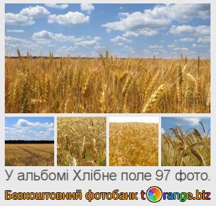 Фотобанк tOrange пропонує безкоштовні фото з розділу:  хлібне-поле
