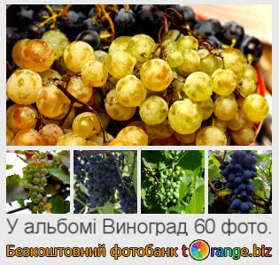 Фотобанк tOrange пропонує безкоштовні фото з розділу:  виноград