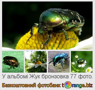 Фотобанк tOrange пропонує безкоштовні фото з розділу:  жук-бронзовка