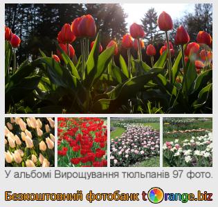 Фотобанк tOrange пропонує безкоштовні фото з розділу:  вирощування-тюльпанів