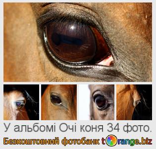 Фотобанк tOrange пропонує безкоштовні фото з розділу:  очі-коня