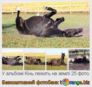 Фотобанк tOrange пропонує безкоштовні фото з розділу:  кінь-лежить-на-землі