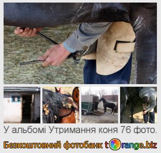 Фотобанк tOrange пропонує безкоштовні фото з розділу:  утримання-коня