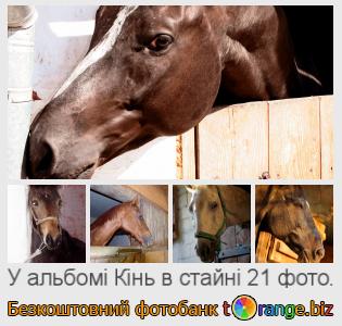 Фотобанк tOrange пропонує безкоштовні фото з розділу:  кінь-в-стайні