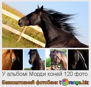 Фотобанк tOrange пропонує безкоштовні фото з розділу:  морди-коней