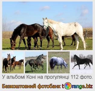 Фотобанк tOrange пропонує безкоштовні фото з розділу:  коні-на-прогулянці