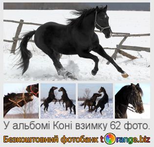 Фотобанк tOrange пропонує безкоштовні фото з розділу:  коні-взимку