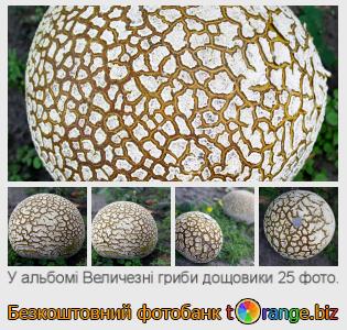 Фотобанк tOrange пропонує безкоштовні фото з розділу:  величезні-гриби-дощовики
