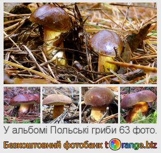 Фотобанк tOrange пропонує безкоштовні фото з розділу:  польські-гриби