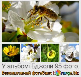 Фотобанк tOrange пропонує безкоштовні фото з розділу:  бджоли