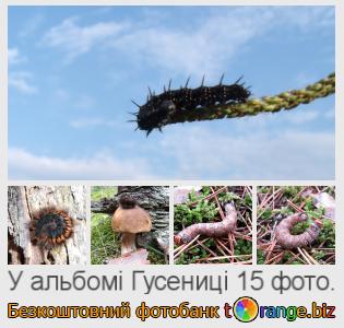 Фотобанк tOrange пропонує безкоштовні фото з розділу:  гусениці