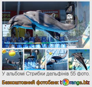 Фотобанк tOrange пропонує безкоштовні фото з розділу:  стрибки-дельфінів