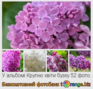 Фотобанк tOrange пропонує безкоштовні фото з розділу:  крупно-квіти-бузку