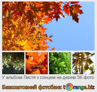 Фотобанк tOrange пропонує безкоштовні фото з розділу:  листя-з-сонцем-на-дереві