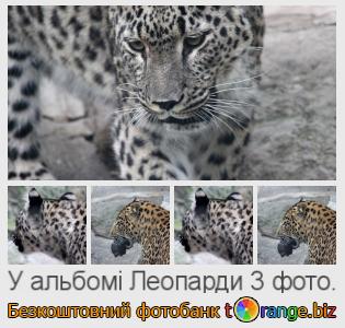 Фотобанк tOrange пропонує безкоштовні фото з розділу:  леопарди