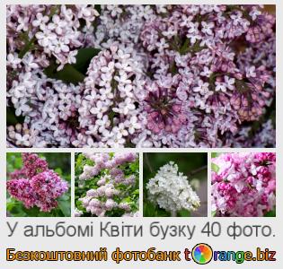 Фотобанк tOrange пропонує безкоштовні фото з розділу:  квіти-бузку