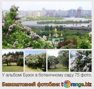 Фотобанк tOrange пропонує безкоштовні фото з розділу:  бузок-в-ботанічному-саду