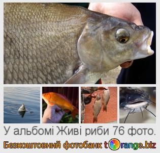 Фотобанк tOrange пропонує безкоштовні фото з розділу:  живі-риби
