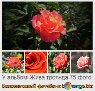 Фотобанк tOrange пропонує безкоштовні фото з розділу:  жива-троянда