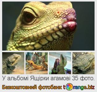 Фотобанк tOrange пропонує безкоштовні фото з розділу:  ящірки-агамові