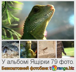 Фотобанк tOrange пропонує безкоштовні фото з розділу:  ящірки