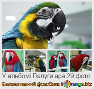 Фотобанк tOrange пропонує безкоштовні фото з розділу:  папуги-ара