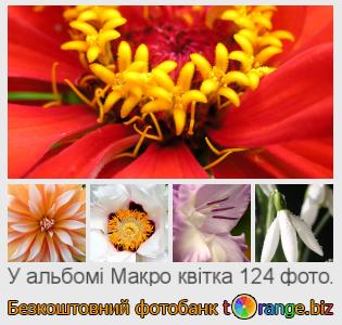 Фотобанк tOrange пропонує безкоштовні фото з розділу:  макро-квітка