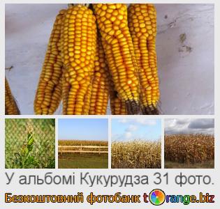 Фотобанк tOrange пропонує безкоштовні фото з розділу:  кукурудза