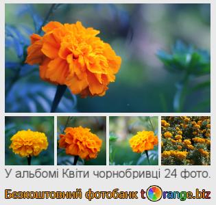 Фотобанк tOrange пропонує безкоштовні фото з розділу:  квіти-чорнобривці