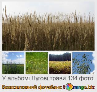 Фотобанк tOrange пропонує безкоштовні фото з розділу:  лугові-трави