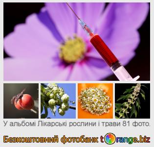 Фотобанк tOrange пропонує безкоштовні фото з розділу:  лікарські-рослини-і-трави