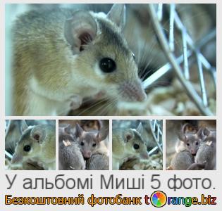 Фотобанк tOrange пропонує безкоштовні фото з розділу:  миші