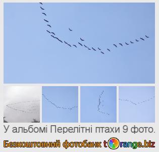 Фотобанк tOrange пропонує безкоштовні фото з розділу:  перелітні-птахи