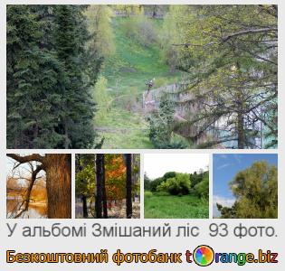 Фотобанк tOrange пропонує безкоштовні фото з розділу:  змішаний-ліс