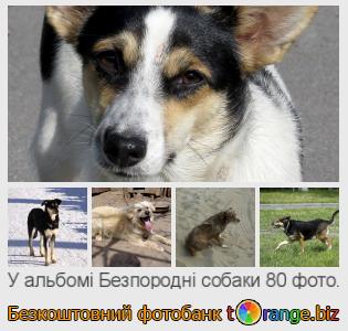 Фотобанк tOrange пропонує безкоштовні фото з розділу:  безпородні-собаки