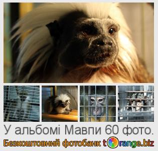 Фотобанк tOrange пропонує безкоштовні фото з розділу:  мавпи