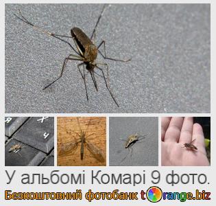 Фотобанк tOrange пропонує безкоштовні фото з розділу:  комарі