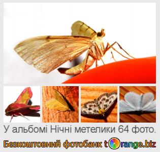 Фотобанк tOrange пропонує безкоштовні фото з розділу:  нічні-метелики