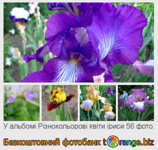 Фотобанк tOrange пропонує безкоштовні фото з розділу:  різнокольорові-квіти-іриси