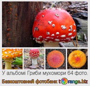 Фотобанк tOrange пропонує безкоштовні фото з розділу:  гриби-мухомори