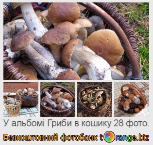 Фотобанк tOrange пропонує безкоштовні фото з розділу:  гриби-в-кошику
