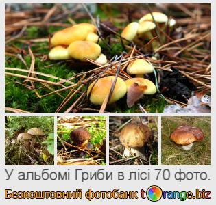 Фотобанк tOrange пропонує безкоштовні фото з розділу:  гриби-в-лісі