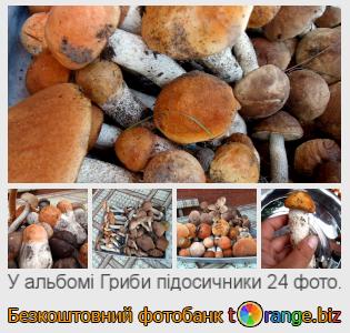 Фотобанк tOrange пропонує безкоштовні фото з розділу:  гриби-підосичники