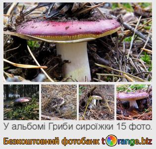 Фотобанк tOrange пропонує безкоштовні фото з розділу:  гриби-сироїжки