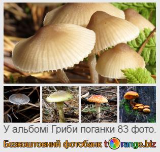 Фотобанк tOrange пропонує безкоштовні фото з розділу:  гриби-поганки